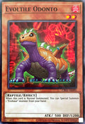 CR01-AE095 Evoltile Odonto [C]