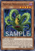 BLZD-AEC37 Predaplant Drosophyllum Hydra [C]
